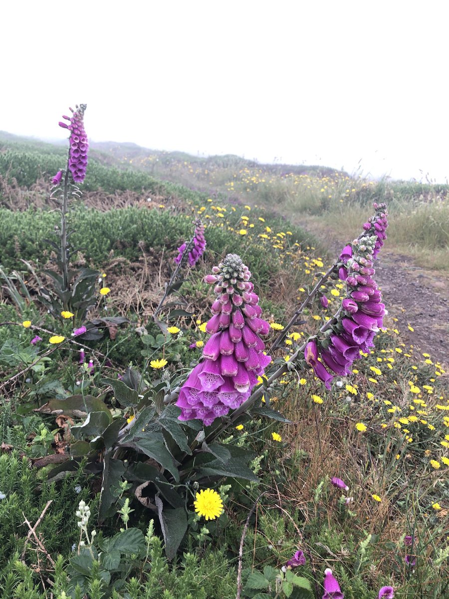 stagnesturtle's tweet image. Welcome to June - Mis Metheven in #Cornish #Kernowek