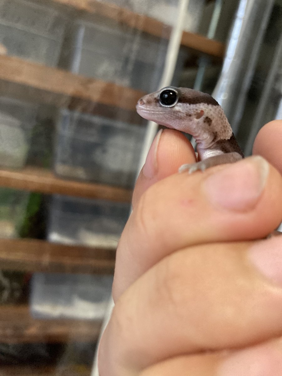 MetalNyancos's tweet photo. もしかして顔面国宝アフ狙える？？🤔 https://t.co/m6RSCTMmWV