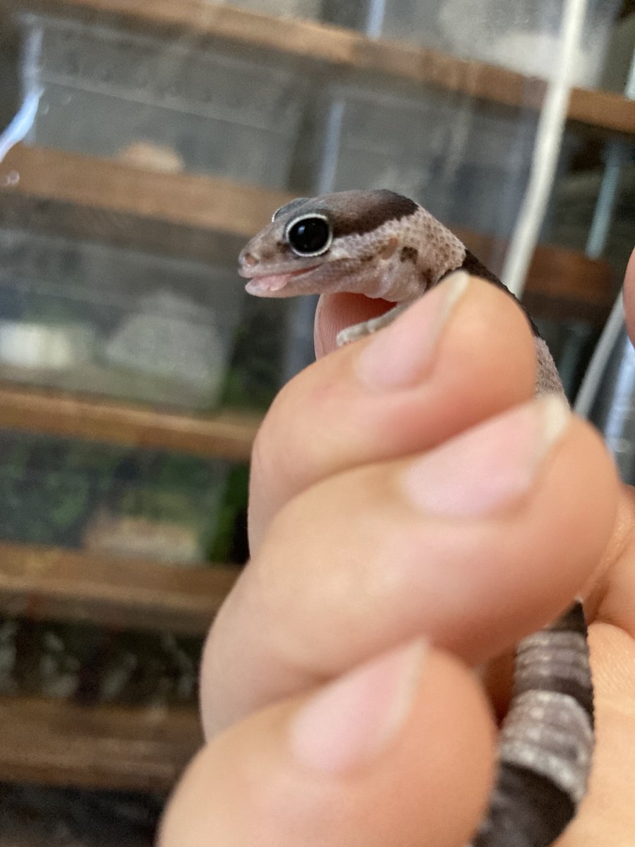 MetalNyancos's tweet photo. もしかして顔面国宝アフ狙える？？🤔 https://t.co/m6RSCTMmWV