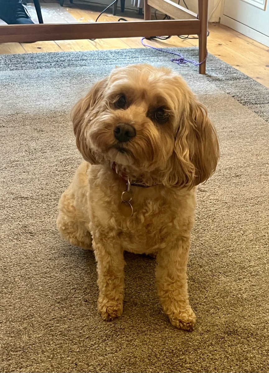 TheHoneyTails's tweet image. The lady’s offering a walk, but the guy is staying here. It’s not raining - what’s a dog to do?!
#ShouldIStayOrShouldIGo
#DogDecisions