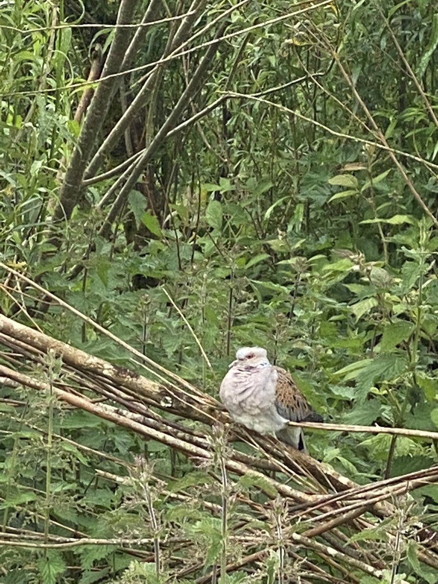 Our birds from the turtle dove Trust are out now purring and delighting attendees as they have not done in the landscape for perhaps a century. What will they do ? I don't know. Will they breed and return ? Perhaps. But it's better to do something than nothing at all. We will see