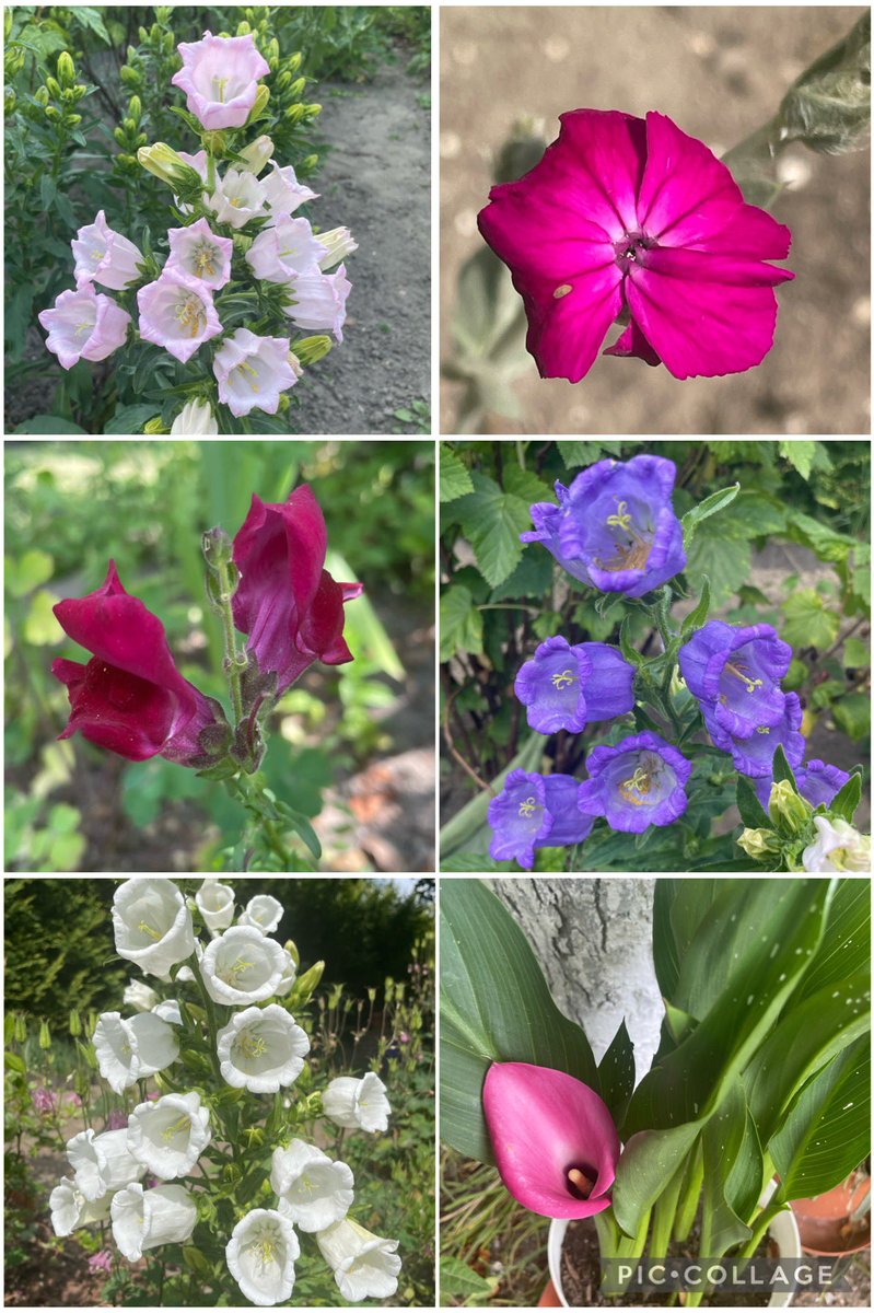 Canterbury bells 🔔 with lychnis, snapdragons and calla lily for #SixOnSaturday