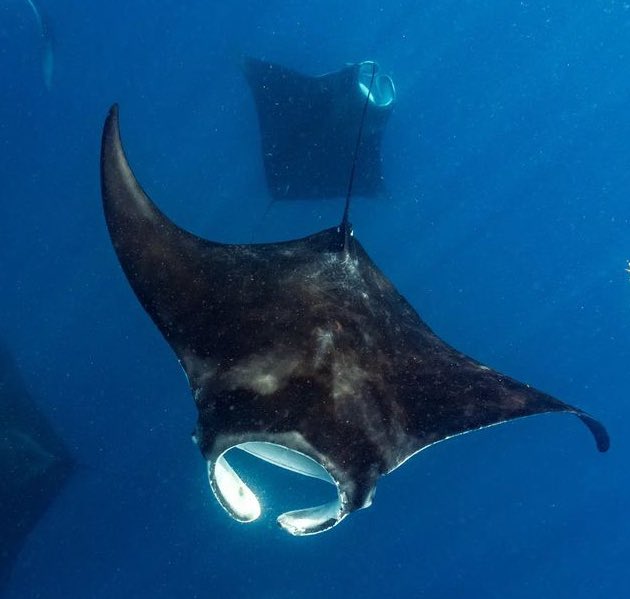 Deborah Rowland tweet media