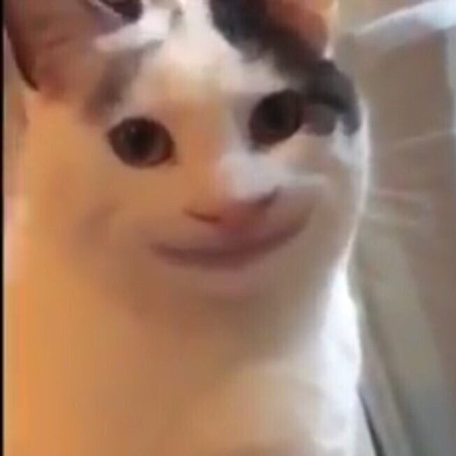 thespiceofjuniper 🔞 tweet media