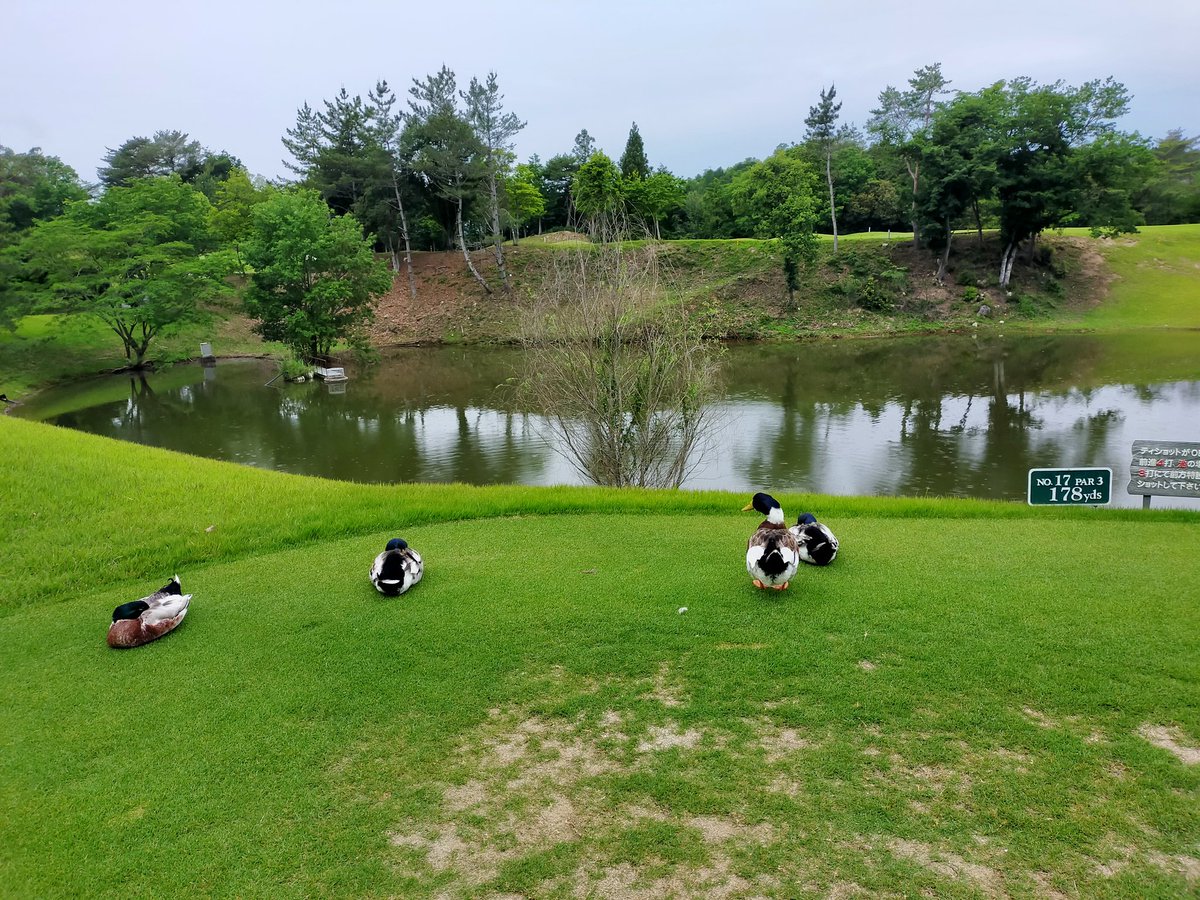 SS44536494's tweet photo. 17番のティーグラント占拠されてます🦆逃げない🤣 https://t.co/F8t3xP9wby