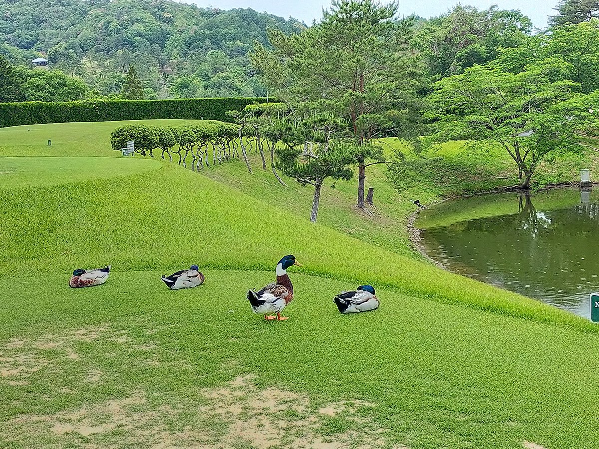 SS44536494's tweet photo. 17番のティーグラント占拠されてます🦆逃げない🤣 https://t.co/F8t3xP9wby