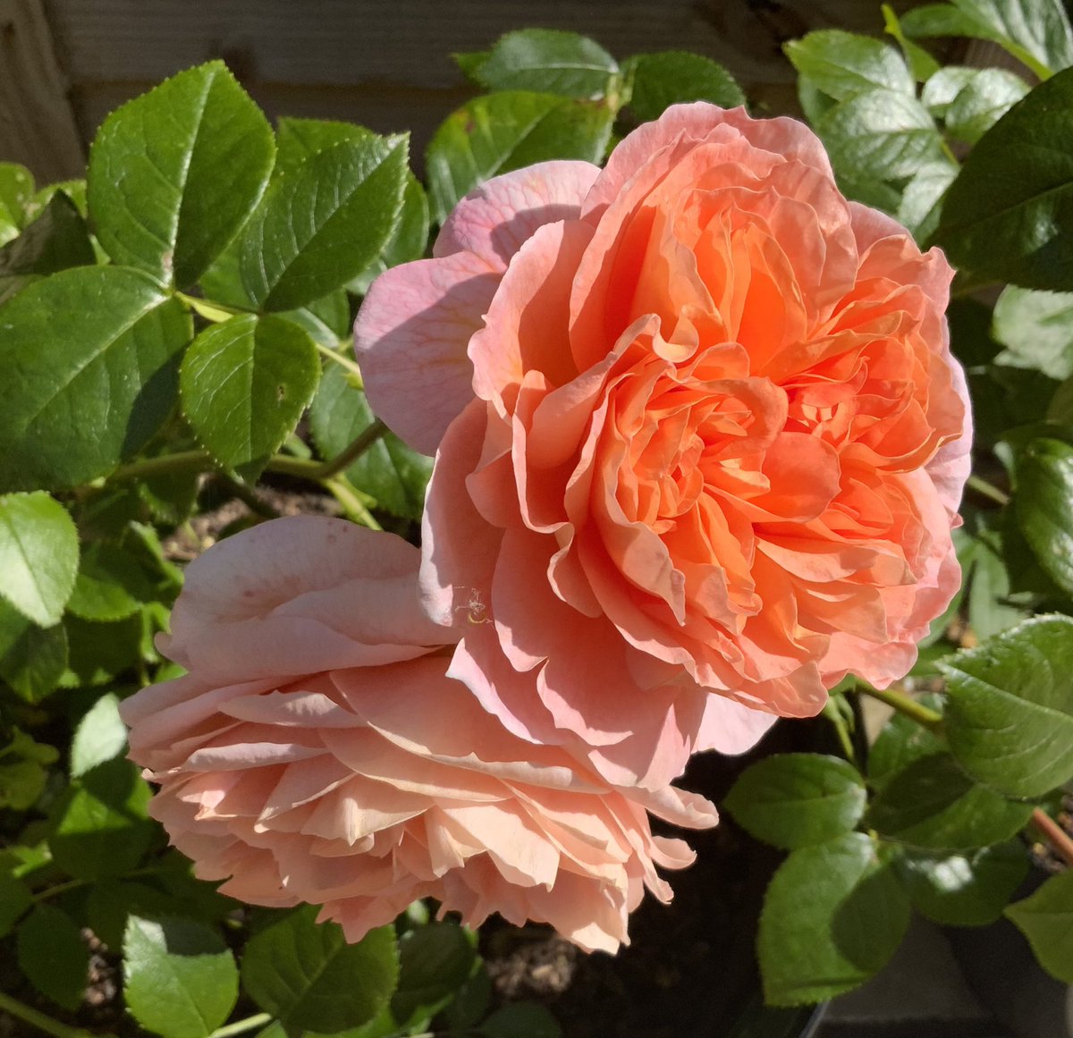 Sending warm wishes and sunshine for the first day of meteorological summer. #roses #GardeningTwitter #GardeningX #itsawonderfulliferose #meteorologicalsummer @loujnicholls @kgimson