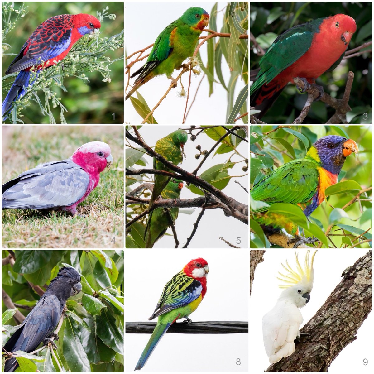 Some rosellas, parrots, lorikeets and cockatoos from the Aussie land! 

1. Crimson Rosella
2. Swift Parrot 
3. Australian King-Parrot
4. Galah
5. Scaly-breasted Lorikeet
6. Rainbow Lorikeet
7. Red-tailed Black-Cockatoo
8. Eastern Rosella
9. Sulphur-crested Cockatoo
#birds #photos
