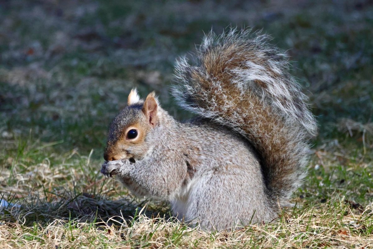 Squirrel, squirrel!

Happy #Sciuridae!

#fightlikeasquirrel #SquirrelStrong 🐿️💪#SaveGreySquirrelUK #SquirrelScrolling #squirrel #Eichhörnchen