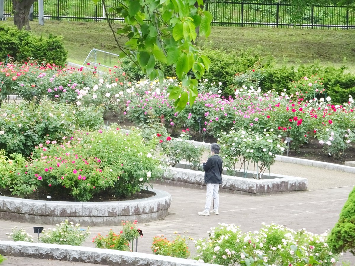 Hachinohe_Kouen's tweet photo. ローズガーデンの見頃が始まっています。
開花のピークは次の日曜日ごろ、と予想していますが、
今日（6/1）現在、どこをとっても絵になる風景が展開していますよ。
バラの競演をお楽しみに、どうぞお出かけください。
#八戸公園
#八戸公園ローズガーデン https://t.co/ytaRh4htwD