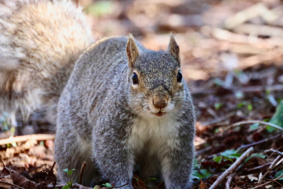 It's going to be a great month for nut gathering!

When the month starts on #Sciuridae, smile! Fun times (with lots of nuts) await.

Every day is #Sciuridae!

#fightlikeasquirrel #SquirrelStrong 🐿️💪#SaveGreySquirrelUK #SquirrelScrolling #squirrel #Eichhörnchen