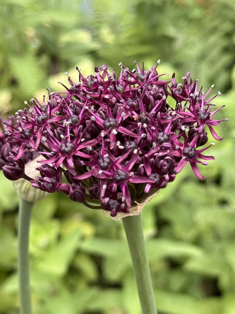 Just got home. I honestly didn’t think I’d bought any alliums like this! 
I found a few treasures 🤔
I’ll show you after I’ve had a cuppa ❤️👍