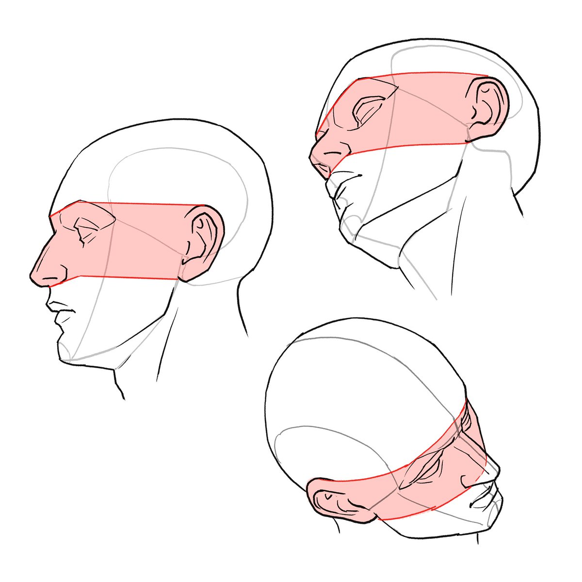 kato_anatomy's tweet image. 実際の人のプロポーションでは、耳の大きさと眉毛から鼻下までの高さが同じくらいです