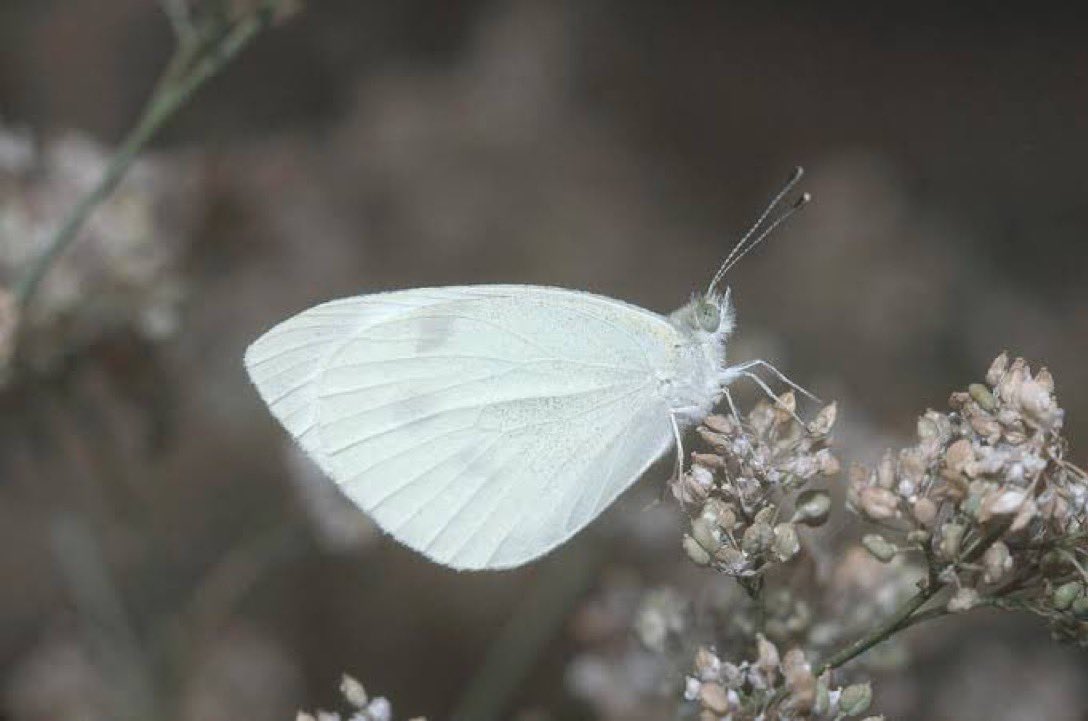 Green was the silence, wet was the light, the month of June trembled like a butterfly~ Pablo Neruda