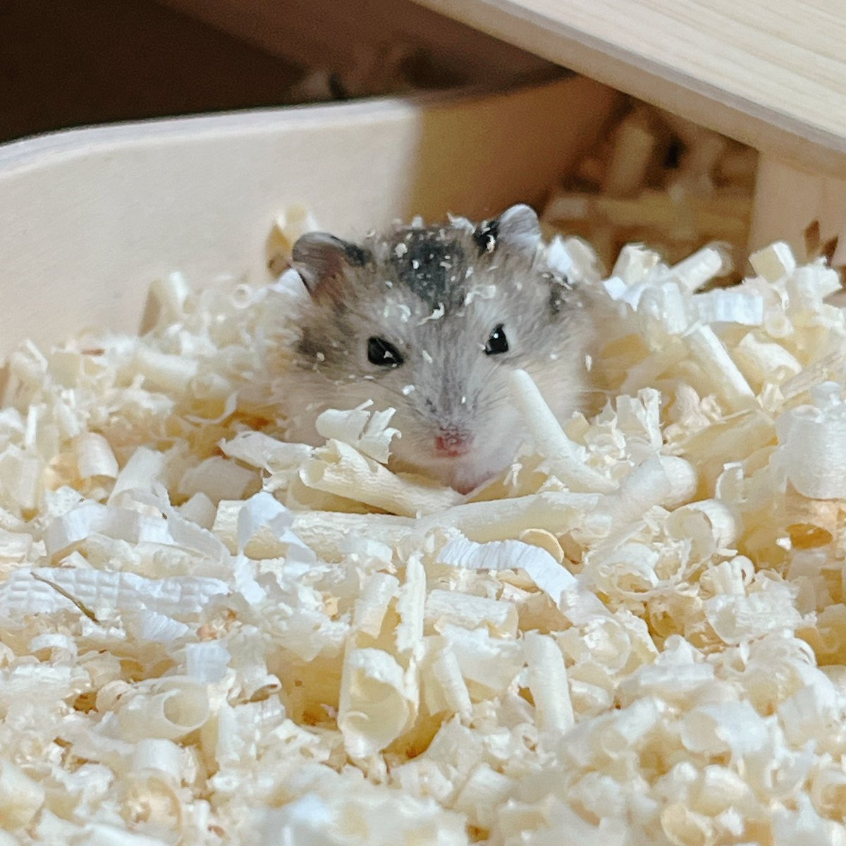🥭망고🥭 tweet media