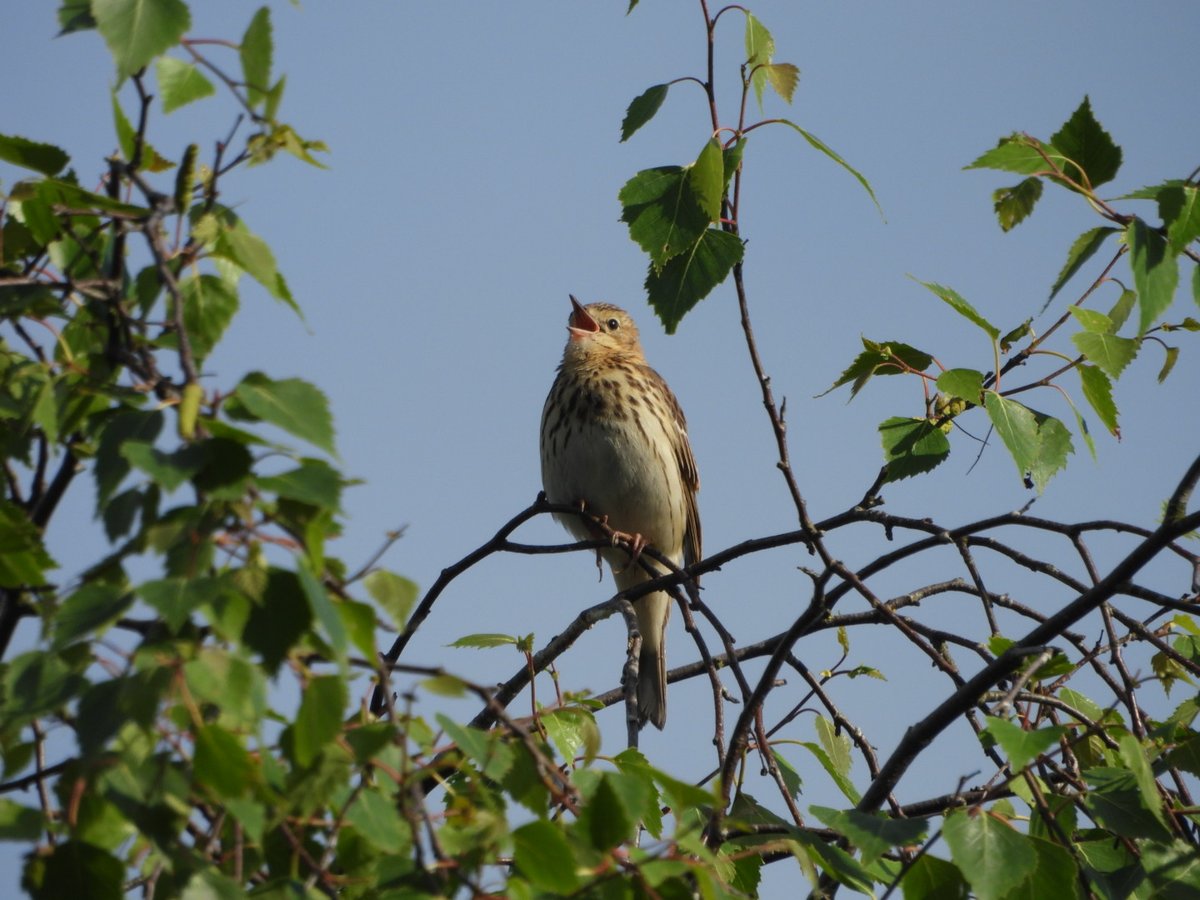 2 Tree Pipit at Skipwith Common this morning @LDV_NNR @YorkBirding