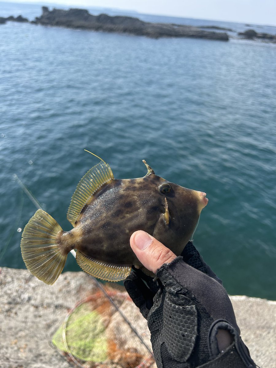 turizukiyuki's tweet photo. 本日の釣行終了〜！！

最後にカワハギ釣れた🎣

小さいからリリース！

帰り際にイカ釣れた人見てエギングしたけど全然ダメだったw https://t.co/Rqrb0Ro0gI