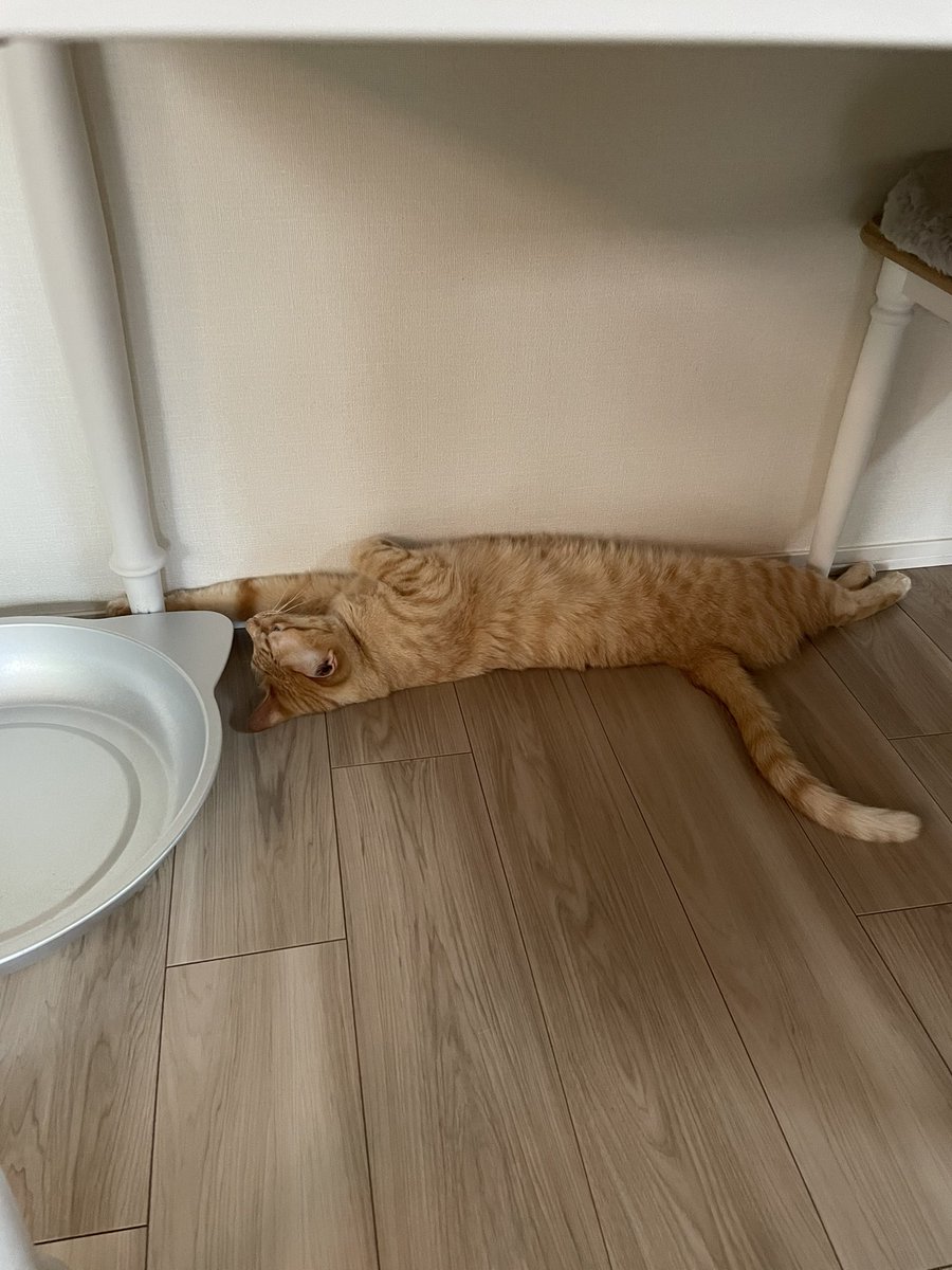 吾輩は猫ニートである。 (@waganeko001) / Posts / X