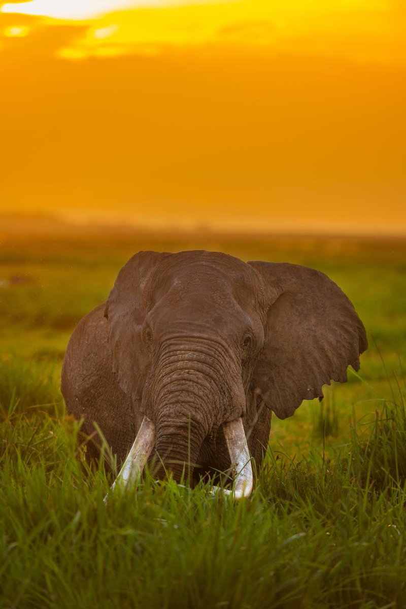 These Gentle Giants, photographed by <a href="/itsmesubhash/">Subhash Nair</a>, will be walking to your <a href="/drip_haus/">DRiP 💧</a> wallets later today. 

Which one is your favourite?

d.rip/theburrow