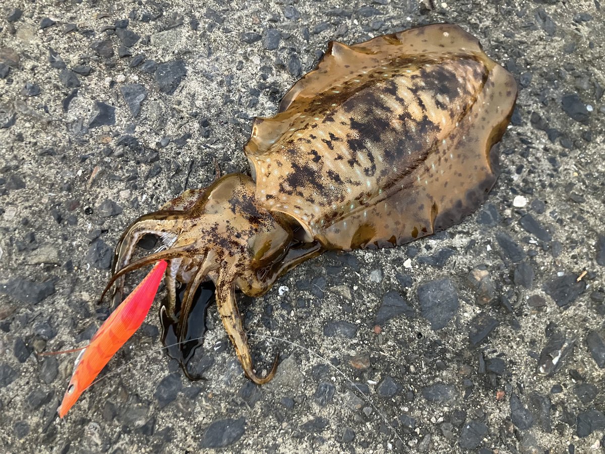 なかなか良いサイズ👍🏻