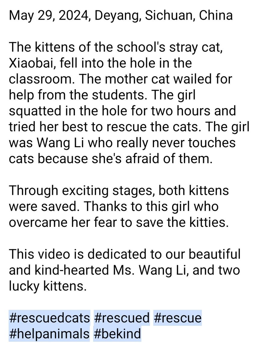 WeAreNotFood's tweet image. May 29, 2024, Sichuan, China 

The kittens of the school&apos;s stray cat, Xiaobai, fell into the hole in the classroom. The mother cat wailed for help from the students. The girl squatted in the hole for two hours and tried her best to rescue the cats. 

#rescuedcats #helpanimals