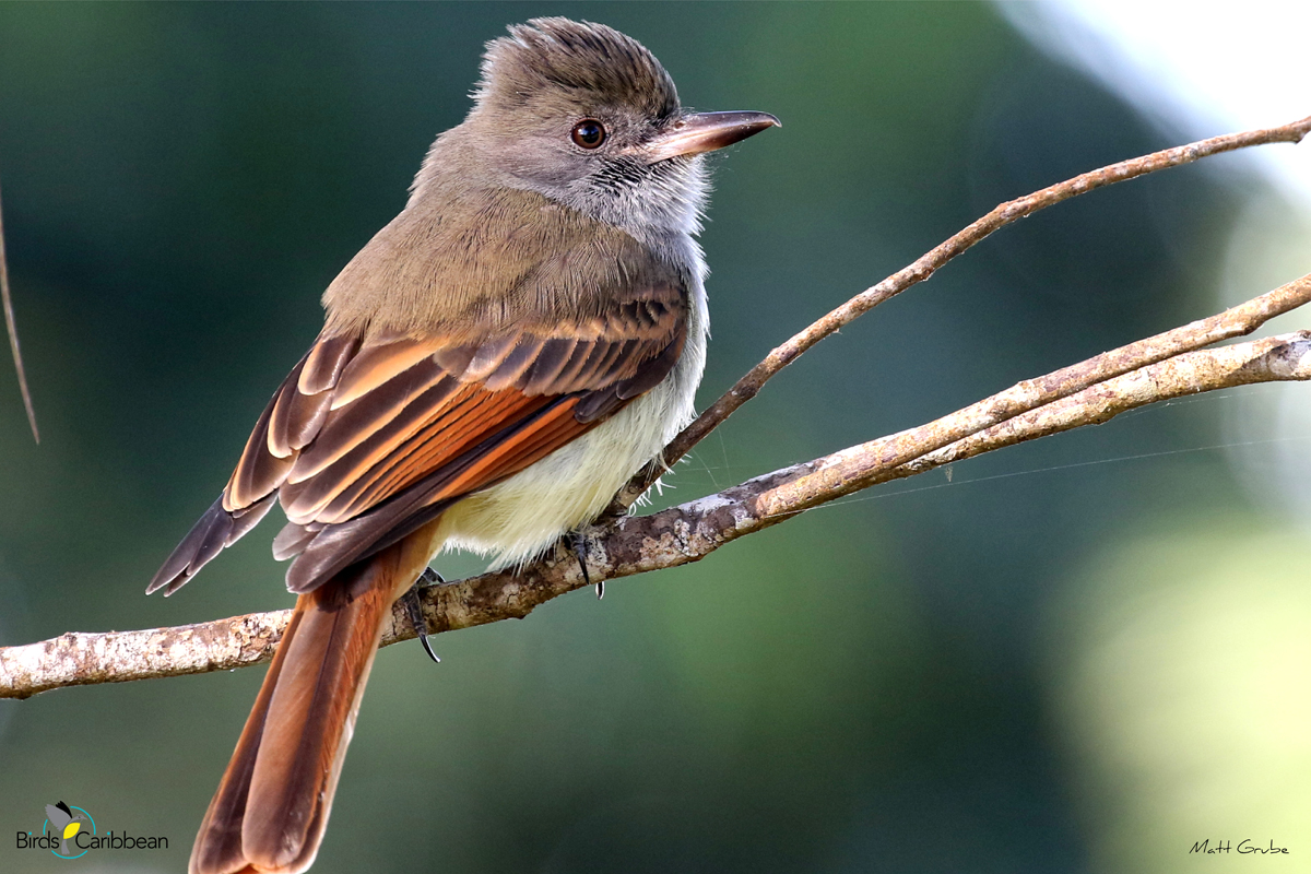 BirdsCaribbean's tweet photo. Endemic Bird of the Day, Day 154! 🦩🦉🦜 Meet 'Big Tom Fool' of Jamaica's forests–the Rufous-tailed Flycatcher! 🇯🇲
For more feathery facts, activities🧩 & coloring page visit https://t.co/qqDuzaeVFX
#CEBF #FromTheNest #ProtectInsectsProtectBirds
@Birdlifejamaica https://t.co/VvXhQEMQga