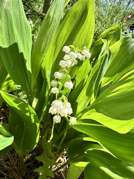 1 June ☺️☺️☺️🌅🌅🌅   #camgirl #natural #cutegirl #nsfw #nudecontentgirl https://t.co/5v7j6lGYpp<a href="/tag/camgirl"class="tags">#camgirl</a><a href="/tag/natural"class="tags">#natural</a><a href="/tag/cutegirl"class="tags">#cutegirl</a><a href="/tag/nsfw"class="tags"><span>#nsfw</span></a><a href="/tag/nudecontentgirl"class="tags"><span>#nudecontentgirl</span></a>