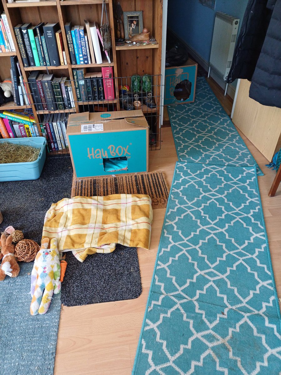 handsomeericbun's tweet photo. Mummy gave me a new box this morning. But I prefer the old one that is waiting by the front door to go in the bin, am going to hang out in here instead #bunob #houserabbit #adoptdontshop https://t.co/ebyMBnRr9N