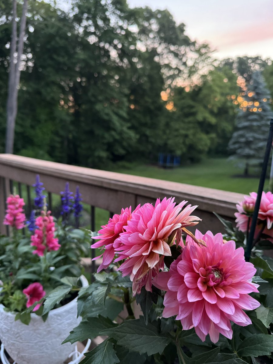 V_A_Hamilton's tweet photo. Good Morning from our patio Garden 

#Garden #flowers  #Gardeninglife #gardens #plant https://t.co/f1i5u3hVi9