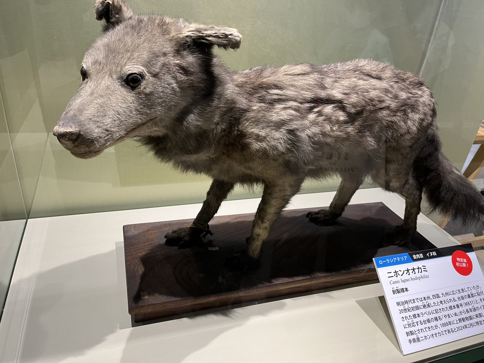 102. 銀河を見ている幻想のオオカミ 81UNiRAdKvL.jpg