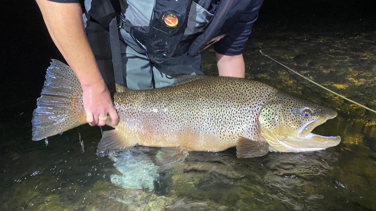Please Share:

My previous position is accepting applications. I can’t recommend this job enough. A great team, fair compensation, funding for travel and research and a high profile fishery working with stakeholders and collaborative researchers.

jobs.agfc.com/postings/posti…