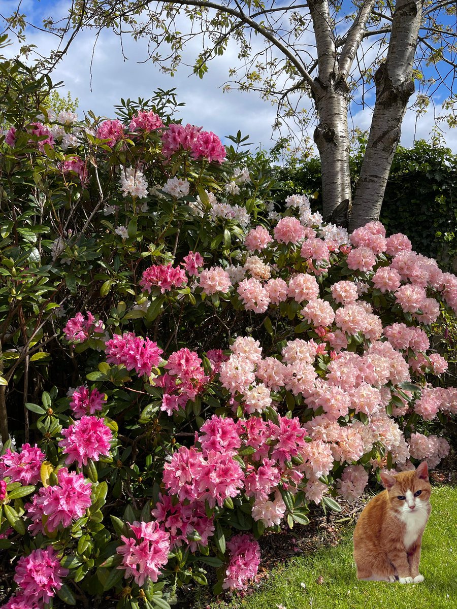 @Hedgewatchers Here are some of ours HQ.
Mum quite likes doing a little #Hedgewatch of her own around the garden.
🌸🐈💕🌸🐾🐈🌸 xxxx