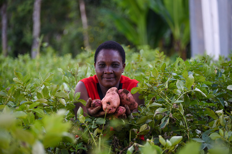 🥔 It's the first inaugural #InternationalDayofPotato? This global staple crop has 5,000 varieties worldwide with 159 countries cultivating it. Learn more about this amazing vegetable and its potential to strengthen #foodsecurity: ow.ly/g3Iw50RYGPe @FAO