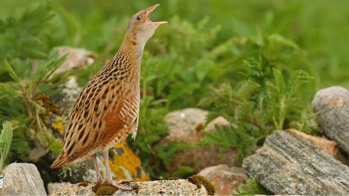 To mark the arrival of @RSPBScotland's Operation Broken Feather on Floor 2, Louise Muir, Argyll Corncrake Conservation Advisor, shares tips for spotting birds in our outdoor spaces...

glasgowsciencecentre.org/our-blog/opera…

@crexcrexnet 
📷 Cliff Reddick