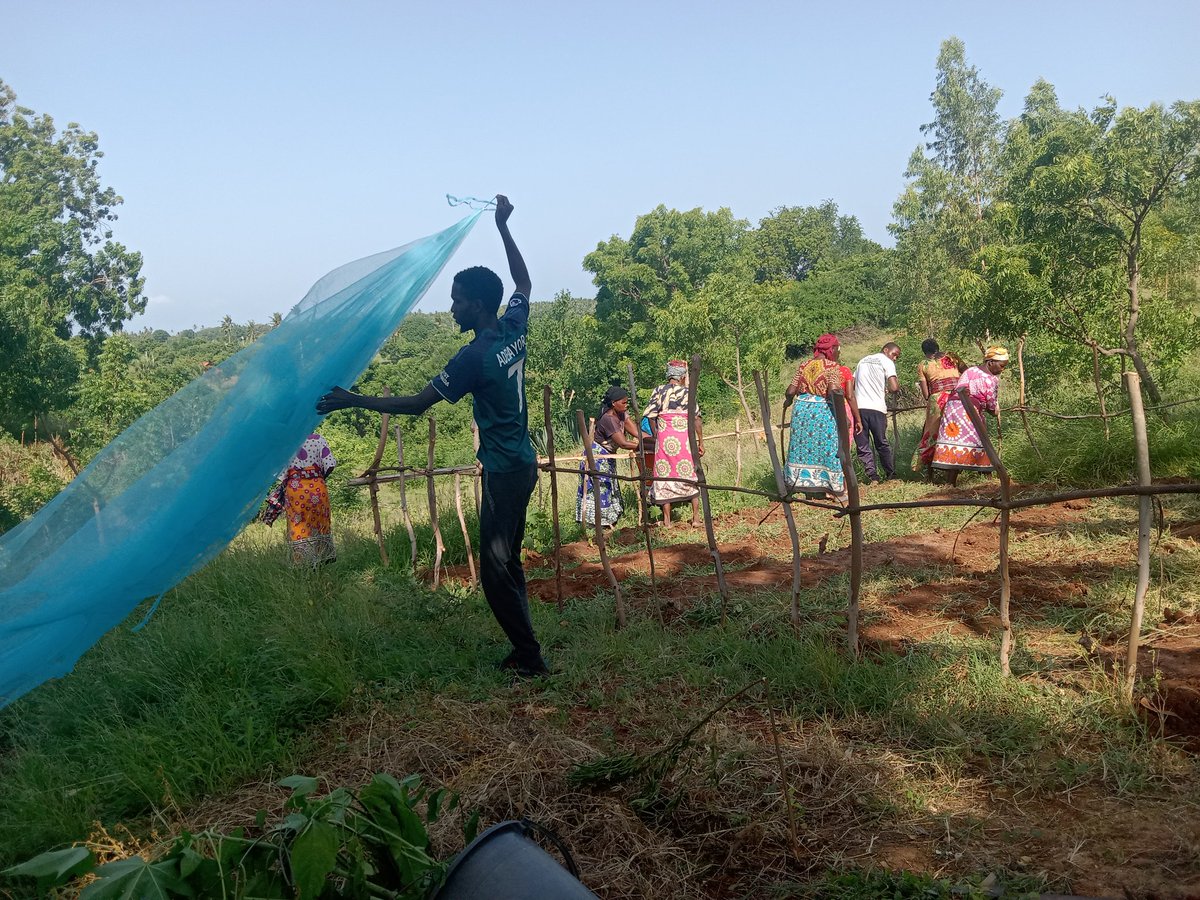 wor's tweet image. Sisal poles and ropes with recycled mosquito net to make a goat barrier ... Don&apos;t forget the chai. This week&apos;s neighborhood Mweria in Kilifi Kenya