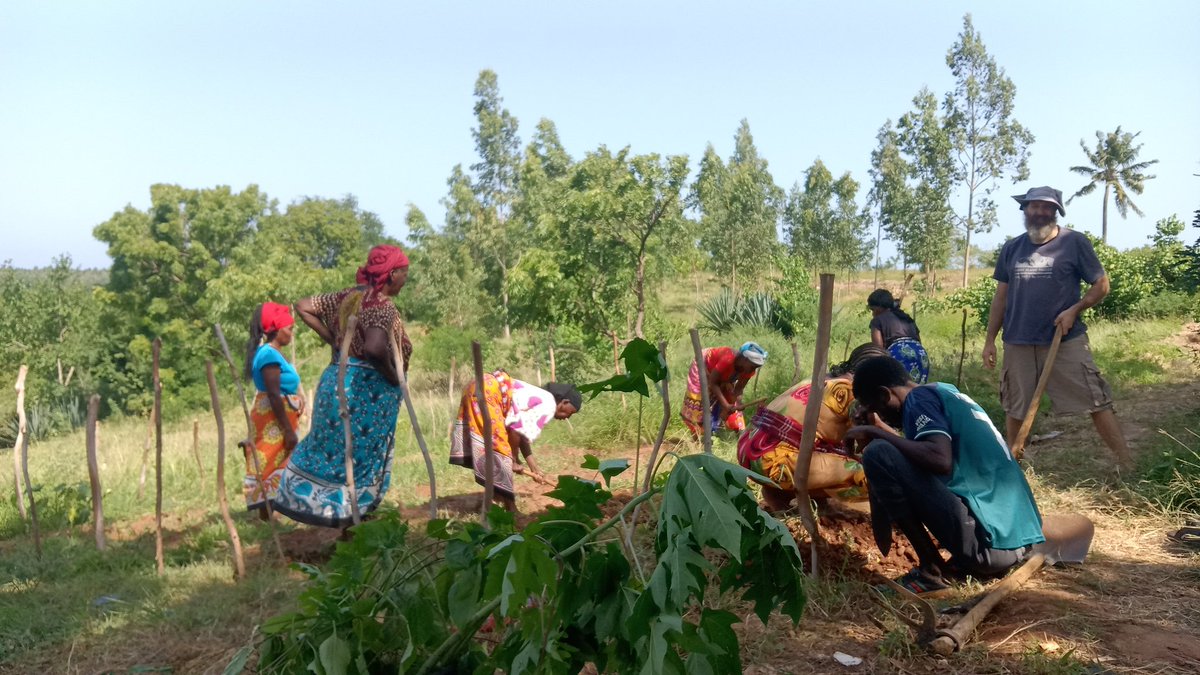 wor's tweet image. Sisal poles and ropes with recycled mosquito net to make a goat barrier ... Don&apos;t forget the chai. This week&apos;s neighborhood Mweria in Kilifi Kenya