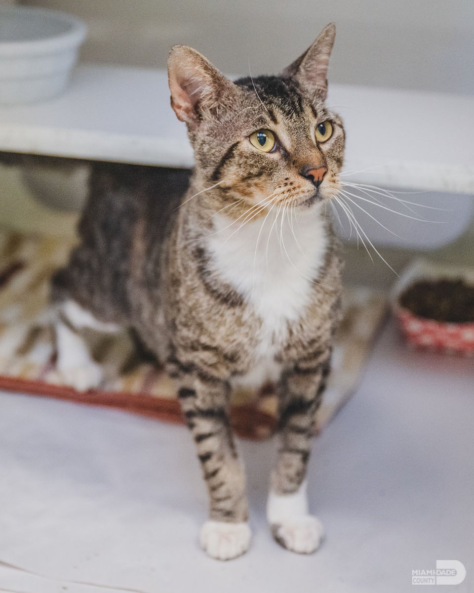 Say hello to Percival and Bally, two adorable pets in need of a loving home! Visit miamidade.gov/petsoftheweek to read their stories and find out how you can adopt them. @adoptmiamipets #AdoptAPet #FureverHome #PetAdoption #AdoptDontShop #PetRescue #FosterAPet #FosteringSavesLives