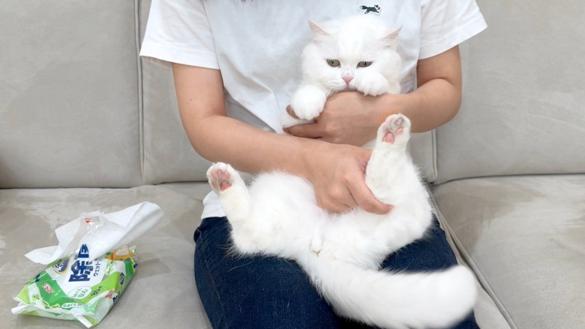 ぽむさん専用 GO00hncawAAcV9E.jpg