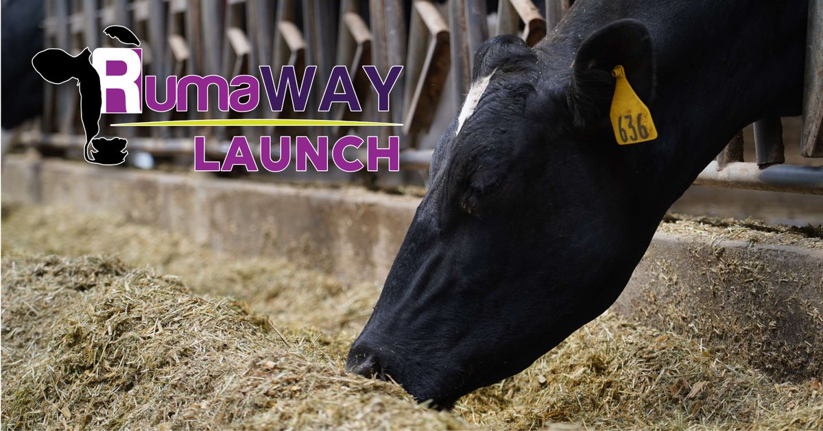 Want to crack the code on milk fever prevention for your pre-fresh cows? Discover RumaWAY® LAUNCH here: westwayfeed.com/rumaway-launch/ and elevate your dairy farm's standards. 

#dairy #dairycattle #cattle #milkfever