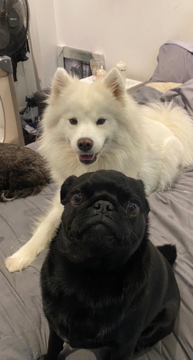 samoyed_ghost's tweet photo. Daycare shenanigans! 🥰 #DogsofX https://t.co/DPmMKF88Fi