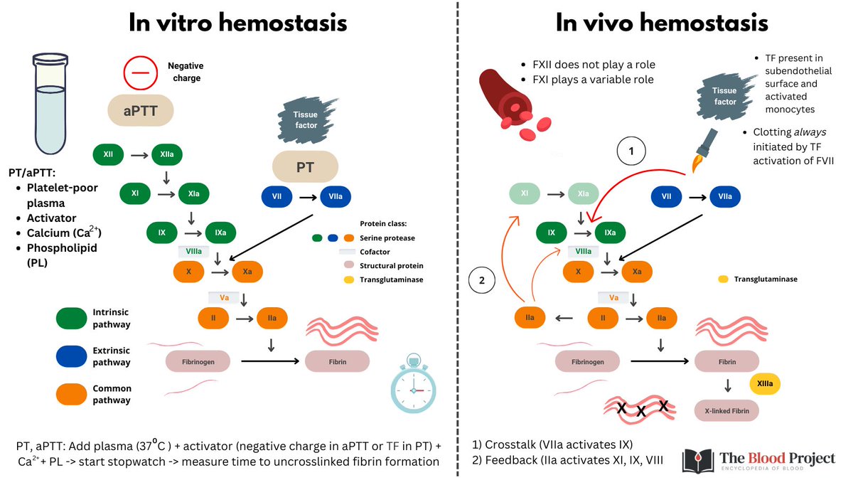 1/5

COAGULATION IN VITRO/IN VIVO

In vitro (test tube):

1. The clotting cascade in plasma is activated by the addition of a negative charge, which activates the intrinsic pathway (aPTT) or tissue factor, which activates the extrinsic pathway (PT) in presence of Ca2+ and  PL.