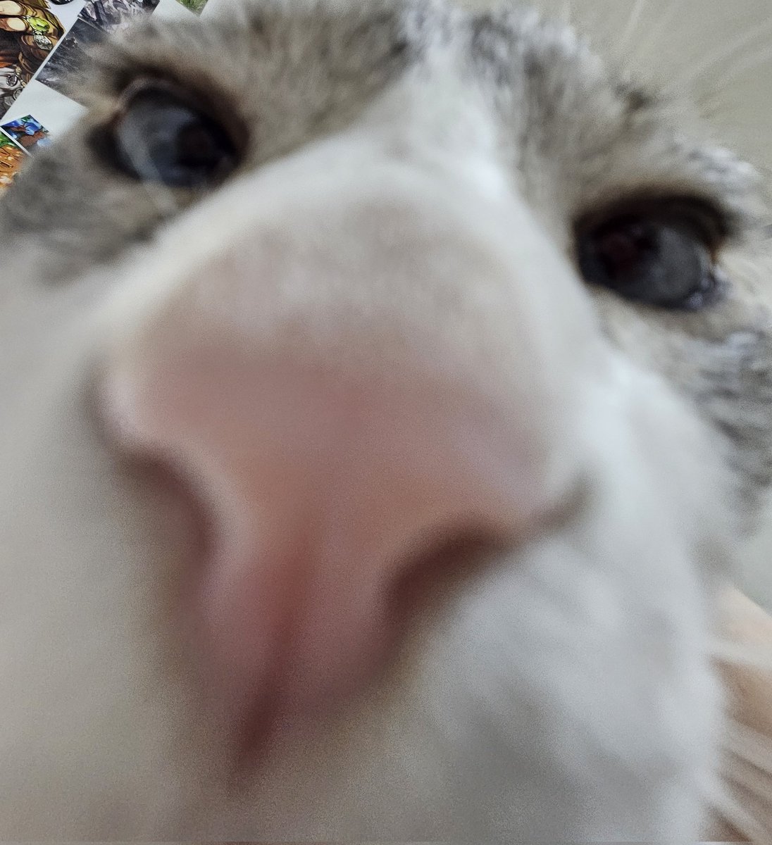 고양이 코 대박 커