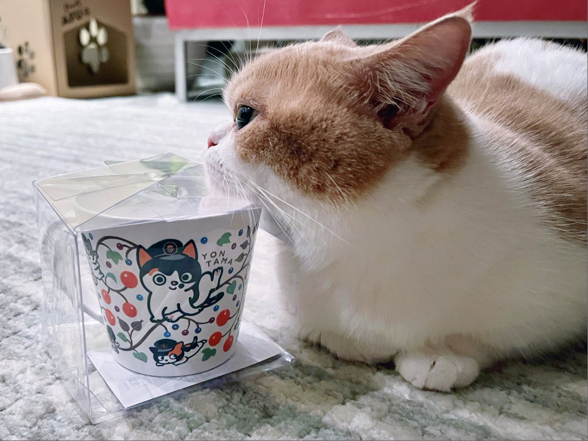 l_feier's tweet photo. My parents surprised me with a Tama-chan (a cat with job, serves as a train station master at Kishi Station) mug. I guess they still see me as a kid. 🐱 #mochi https://t.co/gJ9x63qhxX