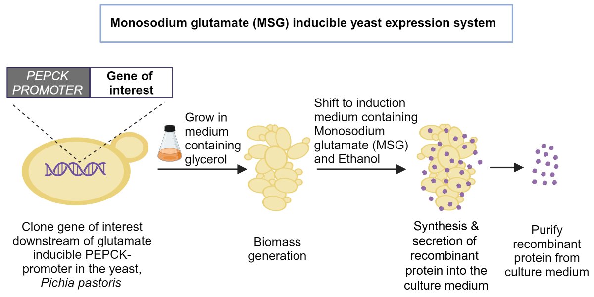 iiscbangalore's tweet photo. Researchers @BICS_IISc have developed a novel, safe method for mass producing recombinant proteins that relies on a common food additive called mono-sodium glutamate (MSG).

🔗 https://t.co/QDMEfOMYJw

#IIScresearch https://t.co/A9cnsEoBEW