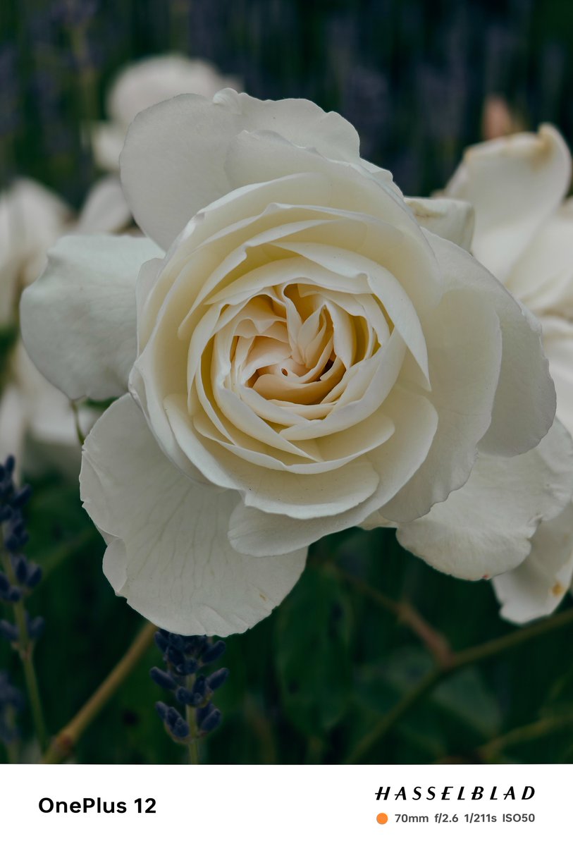 White petals unfurl, like a dancer's dress so fine, Beauty captured still.

#ShotOnSnapdragon
#ShotOnOnePlus