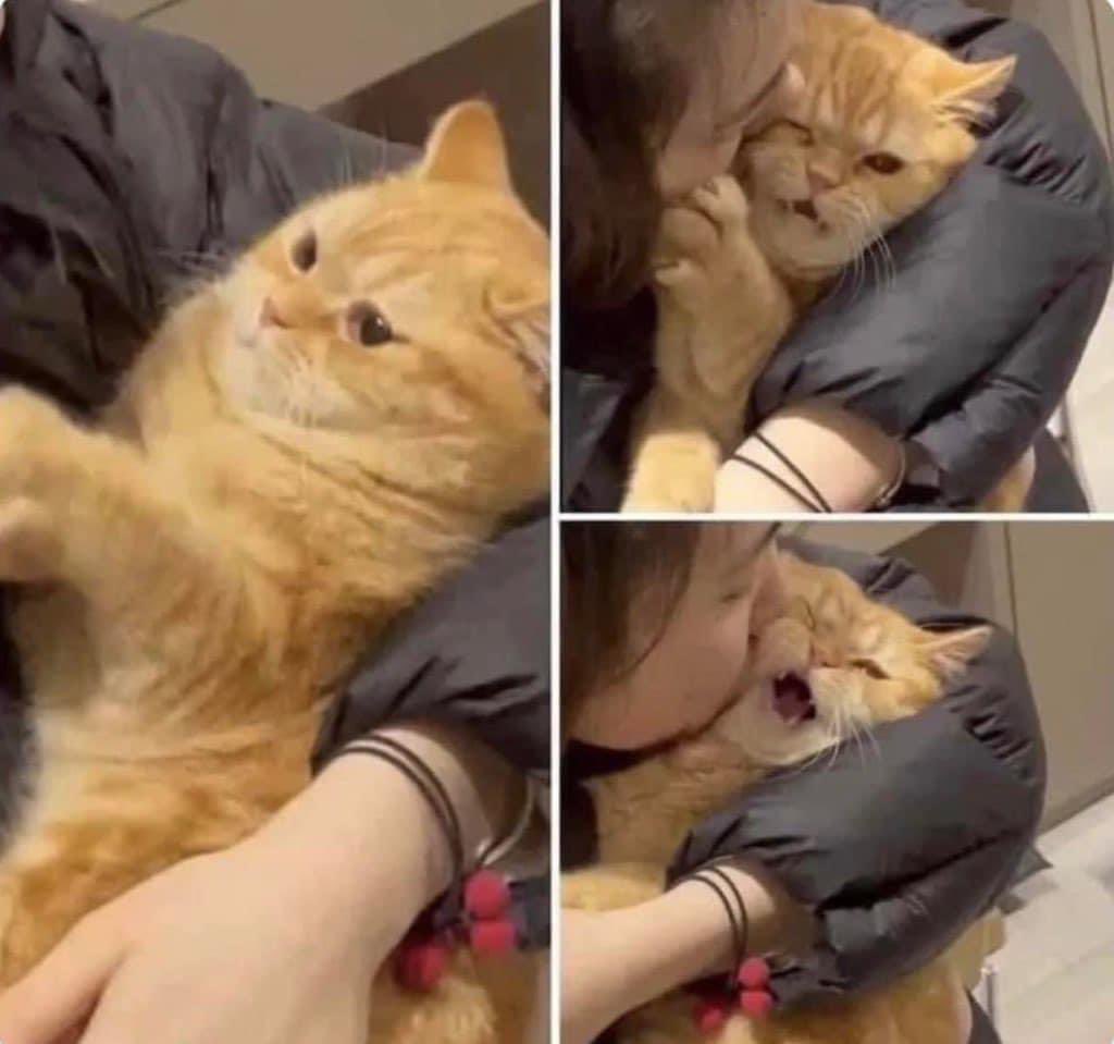 Me annoying my pets with affection.