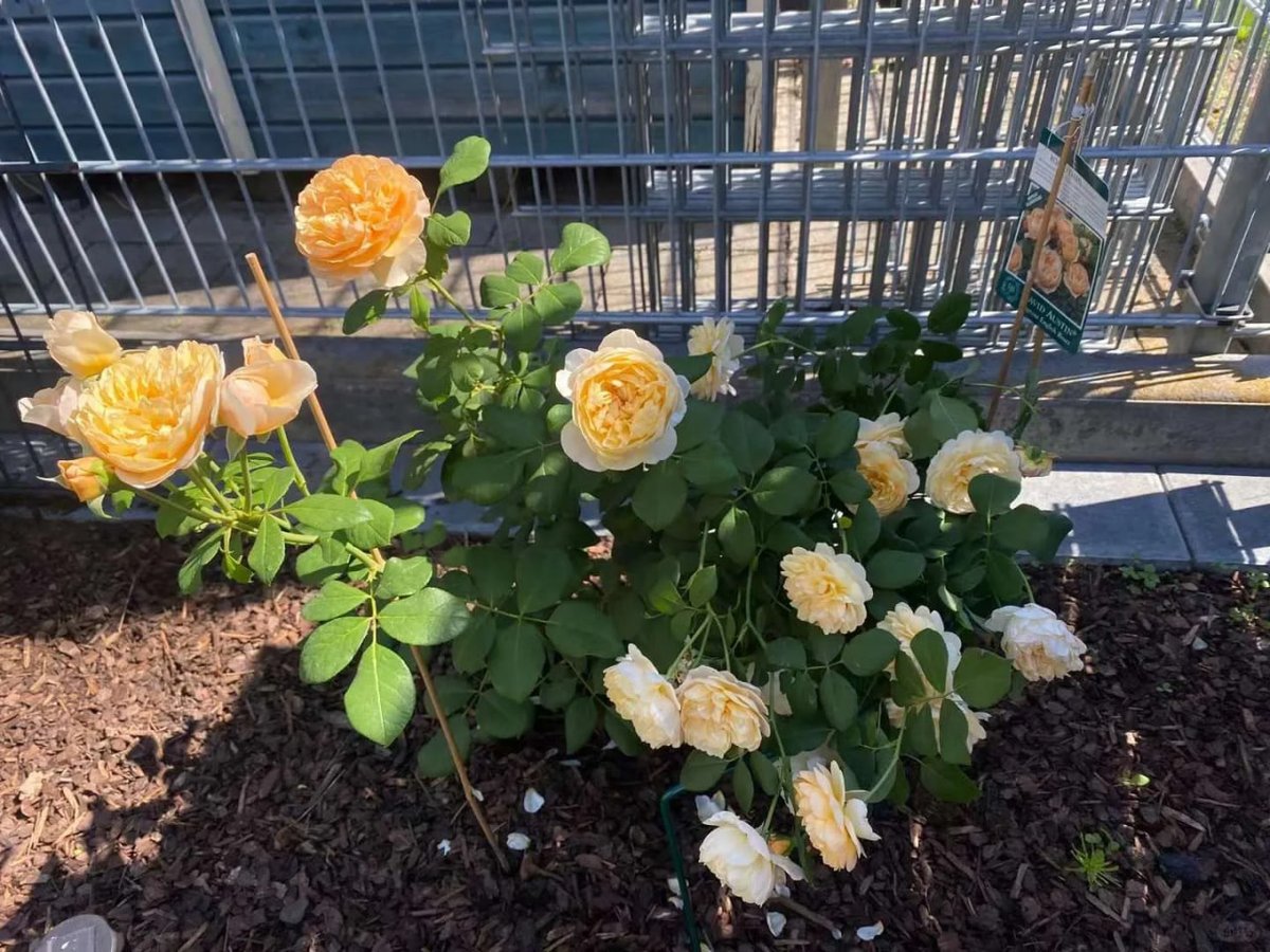 phulushe's tweet image. Looking forward to this year's flower season🌹