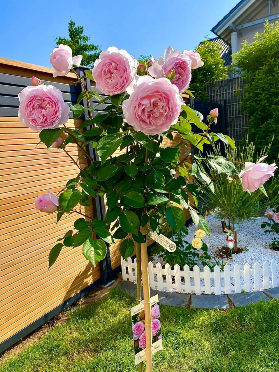 phulushe's tweet image. Looking forward to this year's flower season🌹