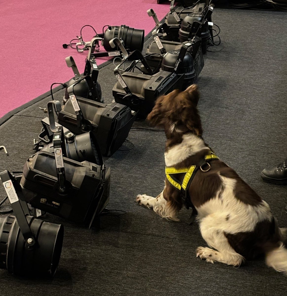 Today two members of the Guernsey Police Dog Section were training with their Police Dogs at Beau Sejour Leisure Centre.
Staff of the Centre kindly welcomed PD Boss the Labrador and PD Ozzie the Springer Spaniel to train searching for drugs, cash and firearms related items.