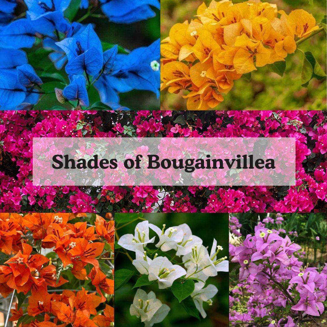 lilplantsworld's tweet photo. Bougainvillea Bliss!🌺
Why settle for boring when you can have Bougainvillea?  These beauties come in pink, blue, purple, orange, yellow, and more! 🌈 Turn your garden into a rainbow.
#Lilplants #Bougainvillea #RohitSharma #PaytmKaro #ModiAgain #BCCOIN #TeachersLivesMatter https://t.co/QII6UXZPoe